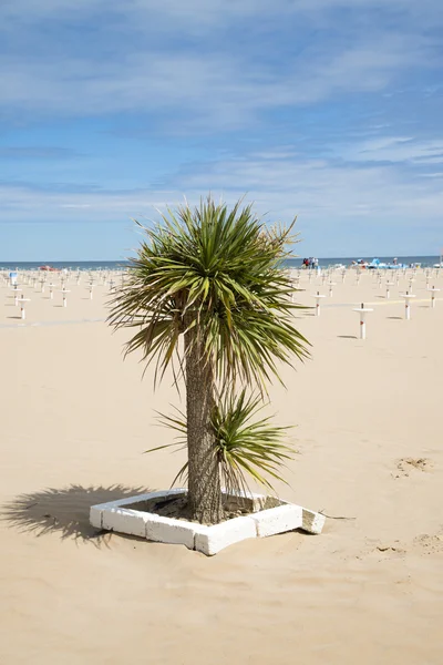 Ingegoten palmen buiten — Stockfoto