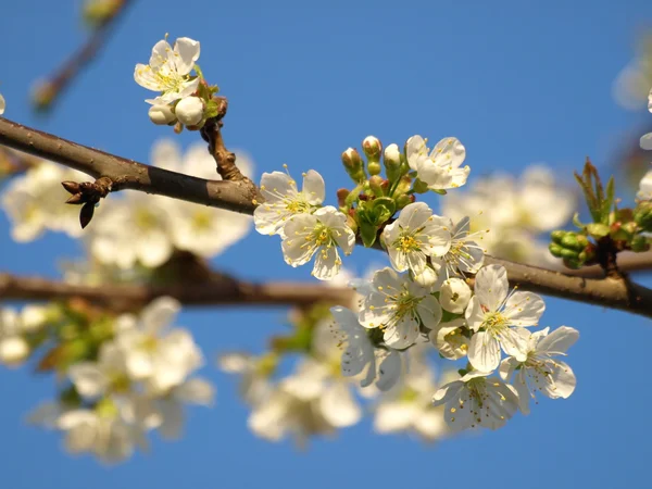 Kiraz ağacı çiçekleri — Stok fotoğraf