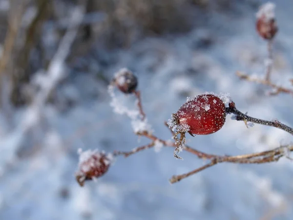 Frosted rose hip — Stock Photo, Image