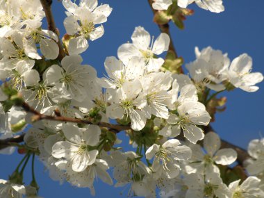 kiraz ağacı çiçekleri