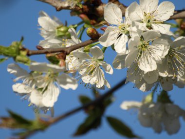 kiraz ağacı çiçekleri
