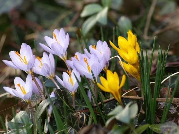 Crocus — Stock Photo, Image