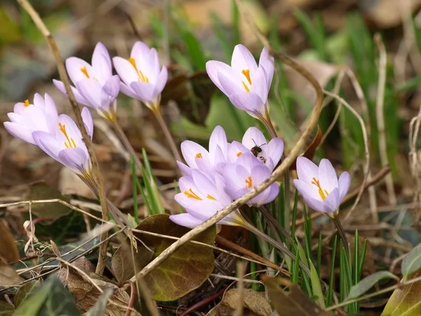 Krokus — Stockfoto