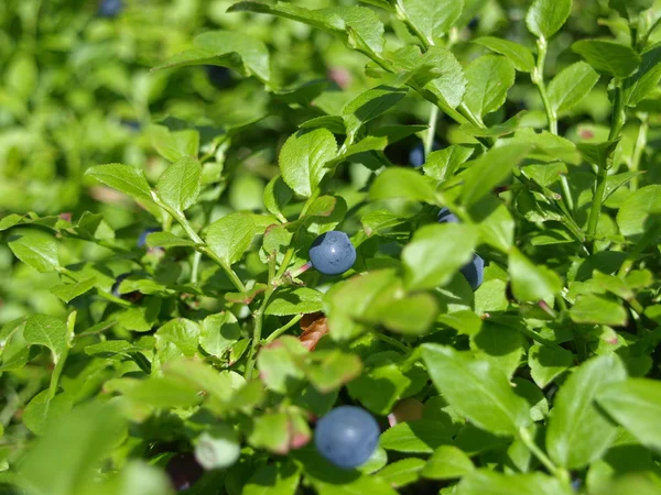 yaban mersini çalı