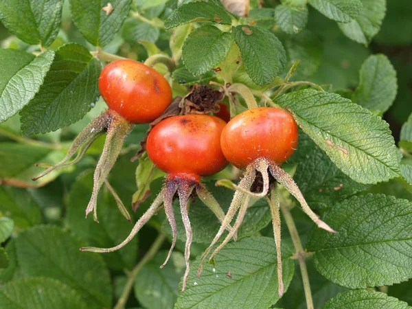 Rose HIPS