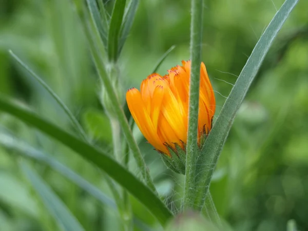 pot kadife çiçeği