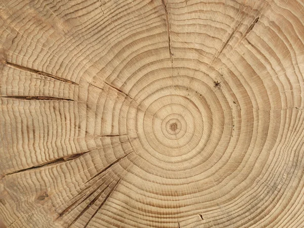Fenyőfa — Stock Fotó