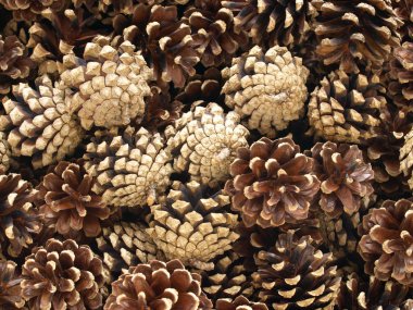 bir Çam ağacından koniler