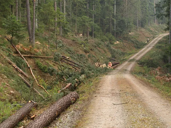 Forestry — Stock Photo, Image