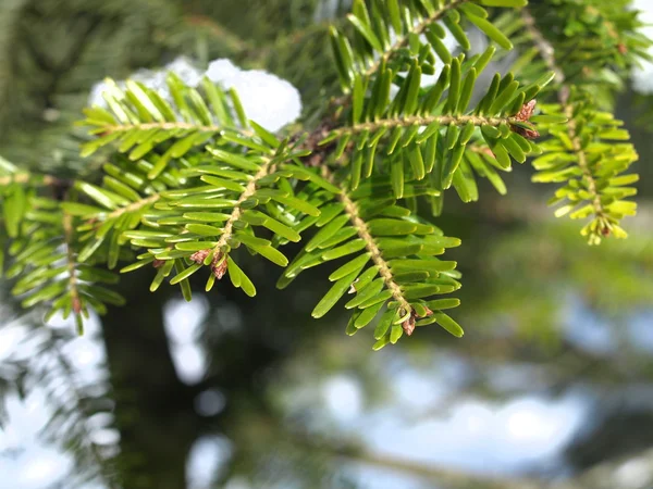 Silver fir — Stock Photo, Image