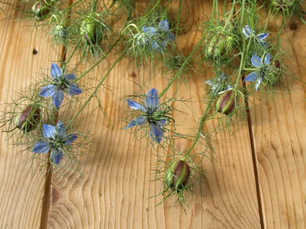 Love-in-a-mist — Stock Photo, Image