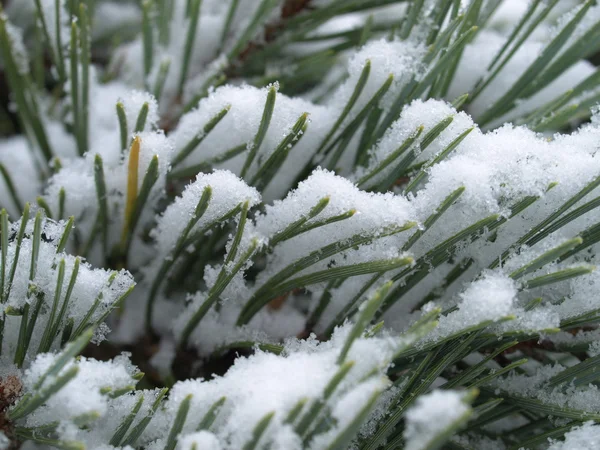 雪のスコットランド松の木 — ストック写真