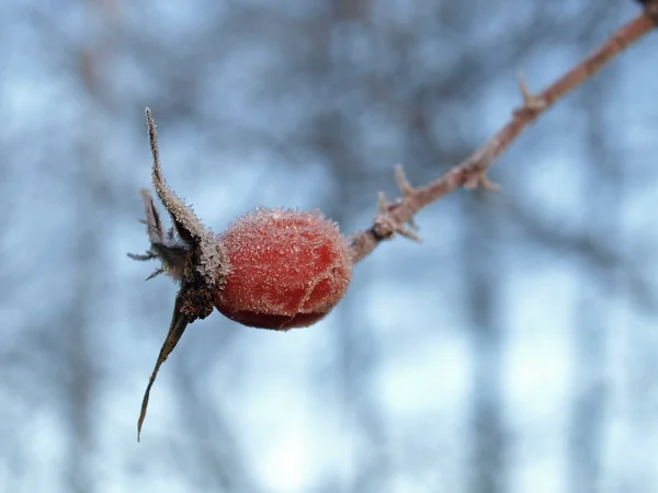 Hanche rose givrée — Photo