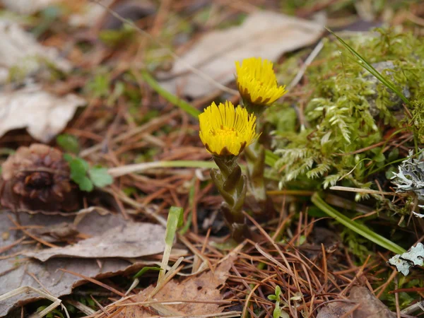 Coltsfoot Telifsiz Stok Fotoğraflar