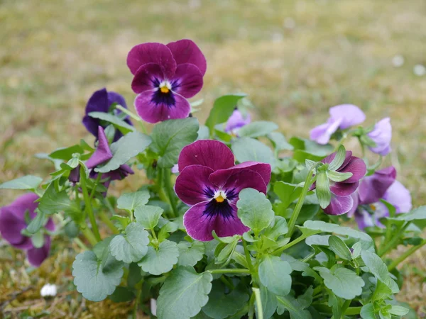 Horned violet — Stock Photo, Image