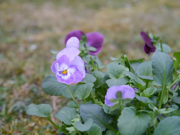 Horned violet — Stock Photo, Image