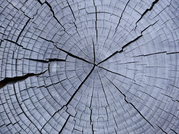 yıpranmış köknar ağacı