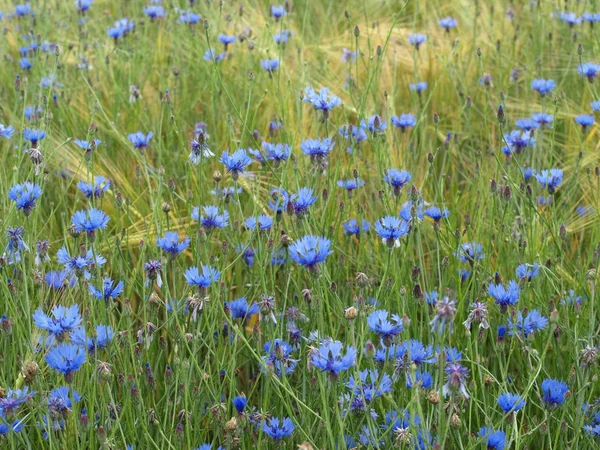 Flores de maíz Fotos De Stock Sin Royalties Gratis