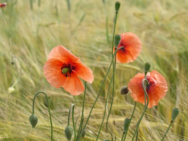 arpa mısır haşhaş alanıyla