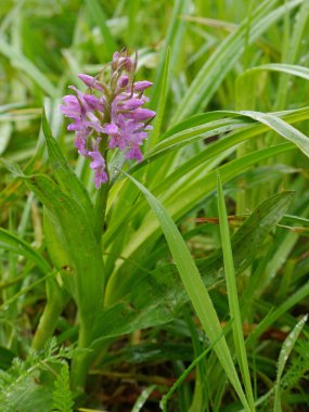 Geniş - yapraklı marsh orkide
