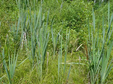 Bulrushes
