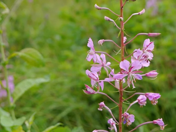 Fireweed