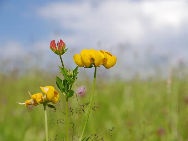 birdsfoot trefoil