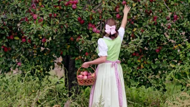 Vacker kvinna plockar upp mogna röda äppelfrukter i grön trädgård. Flicka i söt lång bonde klänning. Ekologisk by livsstil, jordbruk, trädgårdsmästare yrke — Stockvideo