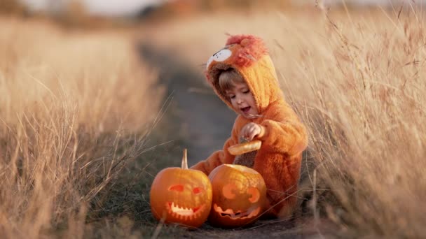 Aranyos gyermek - kisgyermek ül közel boldog mosolygós faragott sütőtök. Baba bolyhos oroszlánjelmezben. Halloween, csoki vagy csíny koncepció. A Mindenszentek jelképe — Stock videók