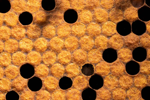 Közelkép texturált háttér lezárt méhsejt. nektár előállítása méhészetben, édes méz. Méhészeti kultúra fogalma, sárga szüret. — Stock Fotó