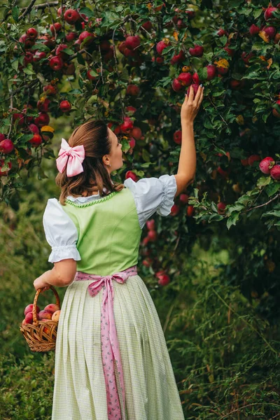 Mulher bonita pegando frutas vermelhas maduras de maçã no jardim verde. Menina em vestido longo camponês bonito. Aldeia orgânica estilo de vida, agricultura, ocupação de jardineiro — Fotografia de Stock