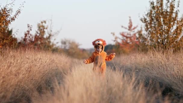 Uroczy 2-letni chłopiec w pomarańczowym stroju lwa biegnący do kamery z uśmiechem i śmiechem na jesiennym tle. Cute szczęśliwy maluch, halloween, trick or treat koncepcja — Wideo stockowe