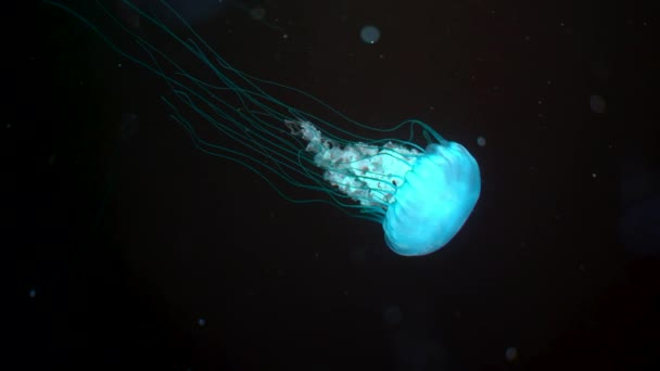 Beautiful jellyfish swimming process details, shot of swimming underwater with black background. Amazing nature, nettle medusa with long tentacles. Calming beautiful footage. — Stock Video