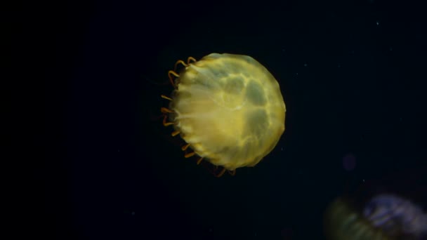 Las medusas de ortiga del norte del mar nadan en el agua del océano oscuro de la costa oeste. Increíble fondo natural de Chrysaora melanaster, también conocida como medusa naranja. Calmando hermosas imágenes bajo el agua. — Vídeo de stock