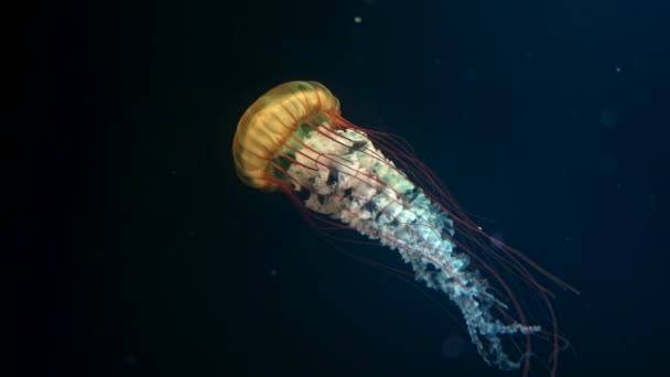 Las medusas de ortiga del norte del mar nadan en el agua del océano oscuro de la costa oeste. Increíble fondo natural de Chrysaora melanaster, también conocida como medusa naranja. Calmando hermosas imágenes bajo el agua. — Vídeos de Stock