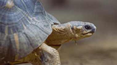 Radyasyonlu kaplumbağanın karadaki yaşam alanına yakın çekim. Güzel kaplumbağa. Nadir bulunan bir tür. Madagaskar 'a özgü. Egzotik tropikal hayvanlar konsepti.