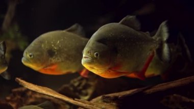 Yırtıcı aç tatlı su kırmızı göbekli pirana balığı Güney Amerika ormanlarında nehir suyunda yüzüyor. Piranha sürüsü yakın çekim görüntüsü. 