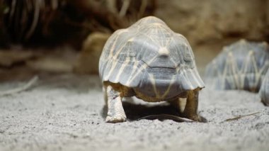 Radyasyonlu kaplumbağanın karadaki yaşam alanına yakın çekim. Güzel kaplumbağa. Nadir bulunan bir tür. Madagaskar 'a özgü. Egzotik tropikal hayvanlar konsepti.