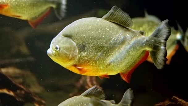 Predatorio hambriento de agua dulce vientre rojo piraña peces nadando en el agua del río en la selva de América del Sur. bandada de pirañas vista de cerca. — Vídeos de Stock