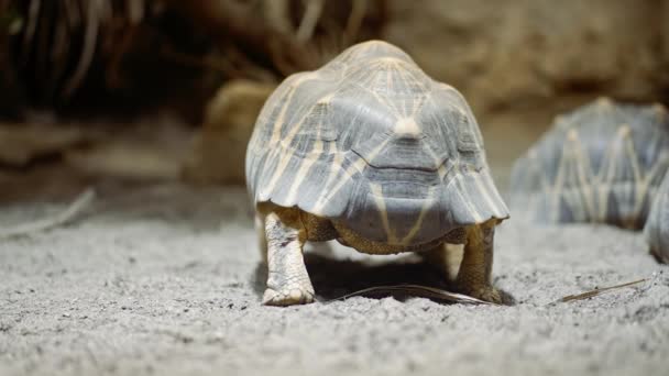 Radyasyonlu kaplumbağanın karadaki yaşam alanına yakın çekim. Güzel kaplumbağa. Nadir bulunan bir tür. Madagaskar 'a özgü. Egzotik tropikal hayvanlar konsepti. — Stok video