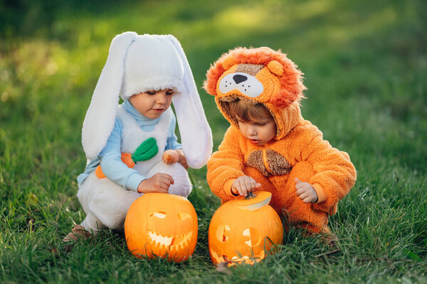 Cute children - toddlers boys sitting on grass near carved pumpkins. Babies in fluffy lion and bunny costumes. Halloween, trick or treat concept. Symbol of All Hallows Eve