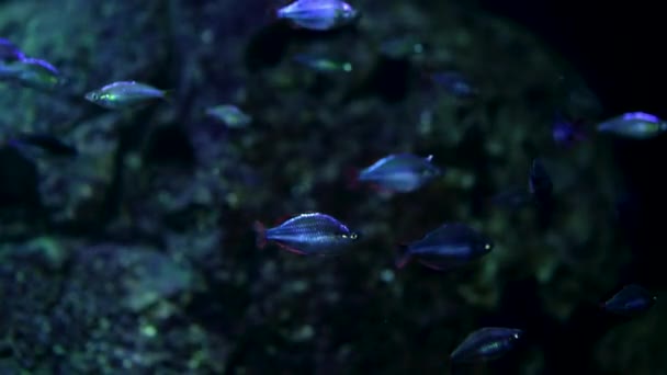 Vue rapprochée des poissons tropicaux nageant sur fond de récif corallien. Poissons sous-marins habitants.Fond marin tropical. Nature colorée fond apaisant. — Video