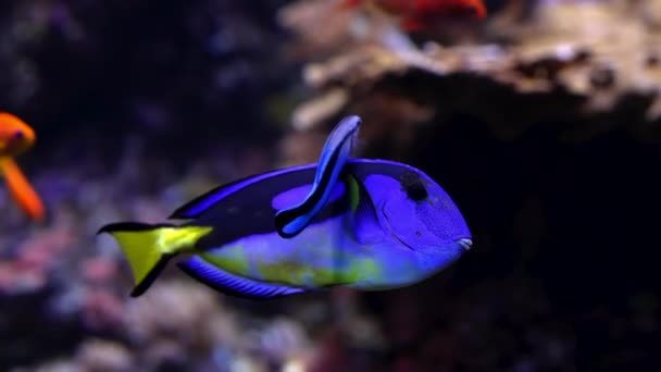 Fantastisk blå Tang fisk eller palett kirurgfisk simmar under vattnet på korallrev bakgrund. Tropisk havsbotten. Färgglada natur lugnande bakgrund. — Stockvideo