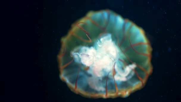 Widok z dołu macek pokrzywy meduzy. Piękne szczegóły procesu redukcji meduzy, scena podwodna z czarnym tłem. Uspokajający piękny materiał. — Wideo stockowe