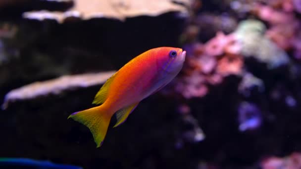 Incredibile pesce arancione nuotare sott'acqua su sfondo blu scuro. Macro dettagli di pesci rossi abitanti sottomarini.Tropicale fondo marino. Natura colorata sfondo calmante. — Video Stock