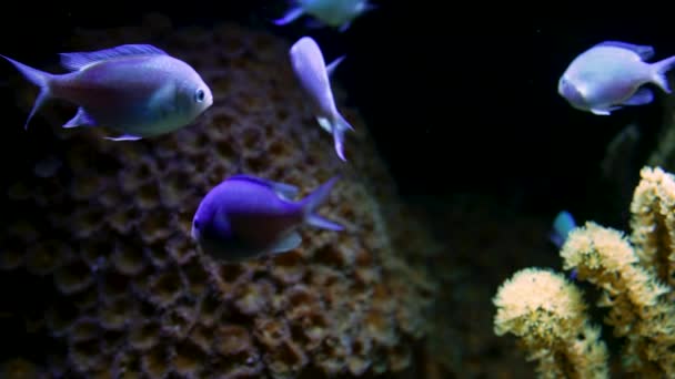 サンゴ礁を背景に熱帯魚が泳ぐ姿を間近で見ることができます。水中の小便住民。熱帯の海の底。色鮮やかな自然落ち着いた背景. — ストック動画
