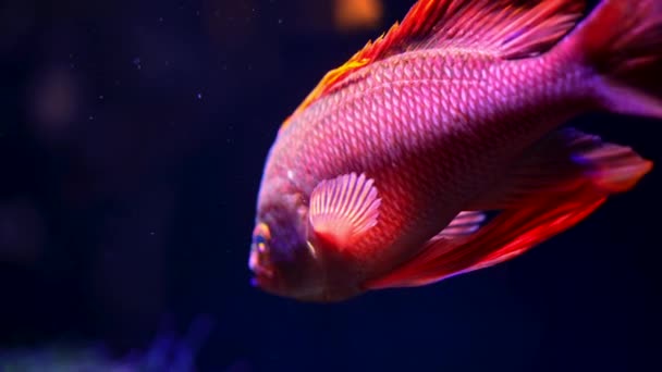 Úžasné oranžové ryby plavání pod vodou na tmavomodrém pozadí. Makro podrobnosti o zlatých rybách podmořských obyvatelů.Tropické mořské dno. Barevné příroda uklidňující pozadí. — Stock video