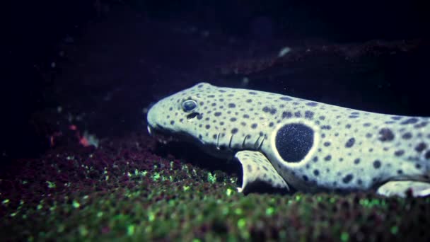熱帯魚のクローズアップ- Epaulette Shark暗い背景に。海底に住む水中居住者. — ストック動画