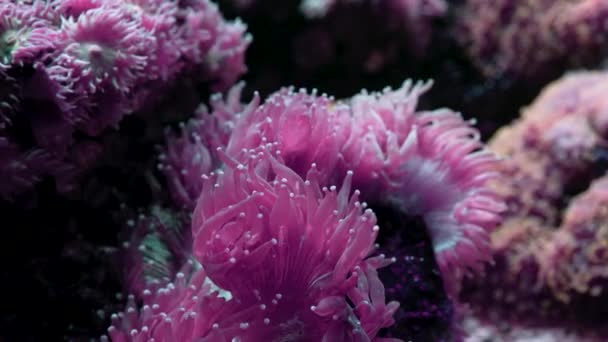 Coloridos arrecifes de coral de neón y anémonas balanceándose lentamente. Primer plano de metraje macro. Fondo de la biología marina tropical. Hermoso paisaje submarino paisaje. Increíble naturaleza calmante fondo. — Vídeo de stock