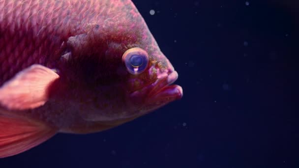 Increíble pez naranja nadando bajo el agua sobre fondo azul oscuro. Macro detalles de peces de colores habitantes bajo el agua.Fondo marino tropical. Naturaleza colorida calmante fondo. — Vídeo de stock